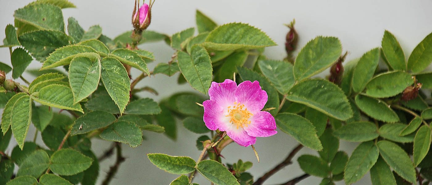 Orvosi Kongresszus 2022. október 15. Dr. Patkós József előadása